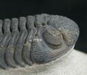 Phacops Speculator Trilobite - Very Detailed #7982-1
